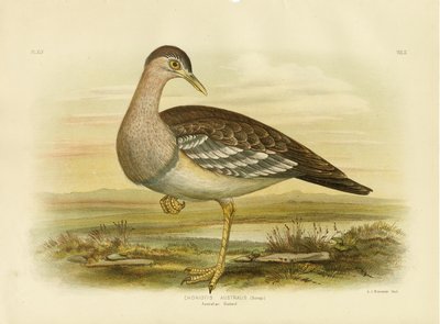 Australische Bustard of Bush Turkey, 1891 door Gracius Broinowski